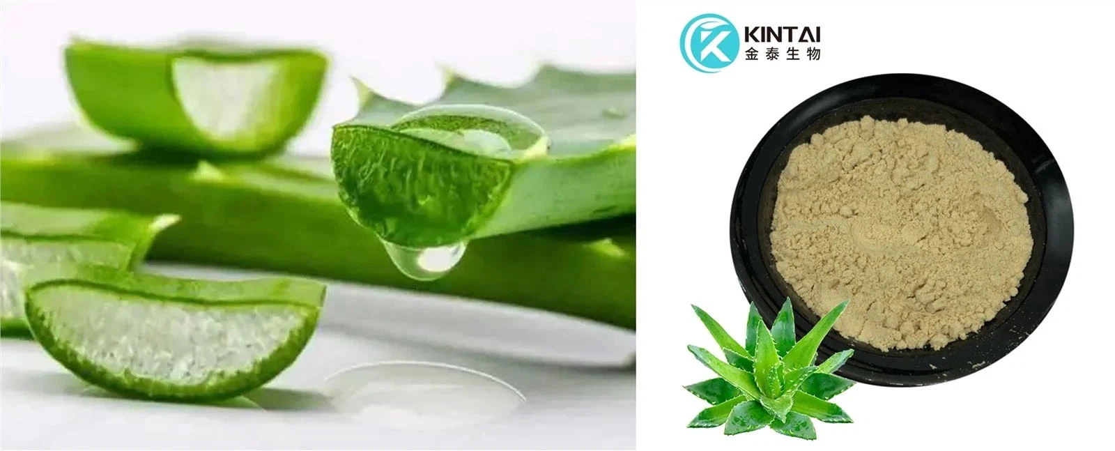 Aloe Vera Barbadensis Leaf Extract Aloe Vera Barbadensis Leaf Extract