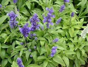 The source of Sage Extract Powder is Sage