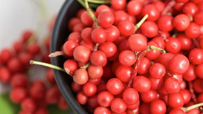 The extraction source of Schisandra Berry Extract Powder Schisandra Berry Extract Powder