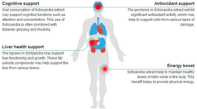 Benefits of schisandra berry extract powder